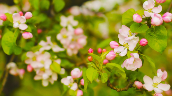 Blooming Apple Tree