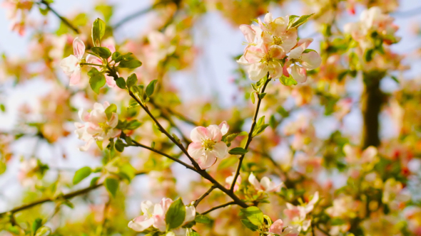 Blooming Apple Tree