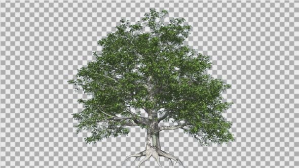 European Beech Tree Wind Branches Leaves Root alt
