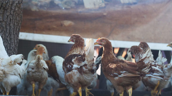 Chickens on a Farm