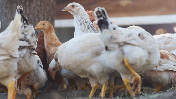 Chickens on a Farm