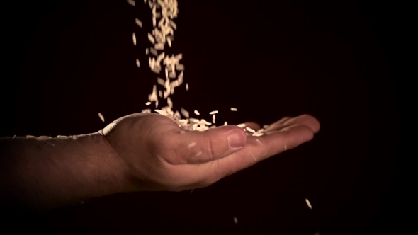 Hand Holding Rice Grain Isolated On Black