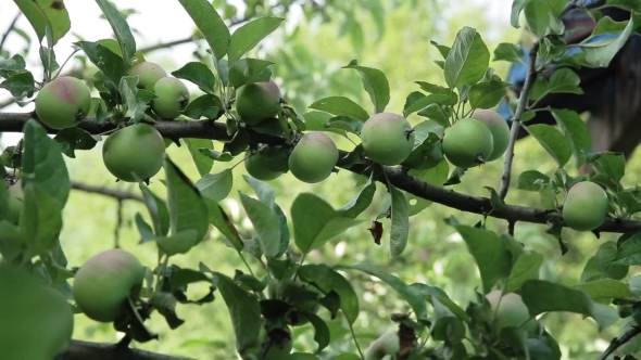 Apples On Apple Tree Branches