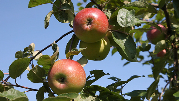 Apples on The Tree