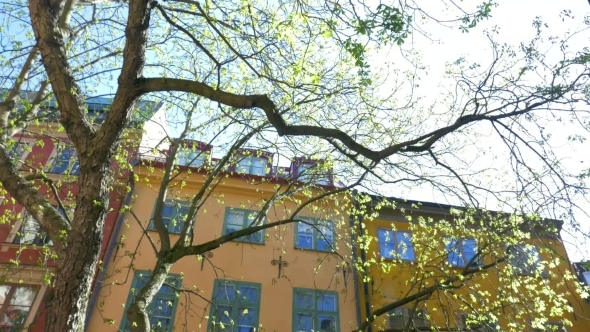 European House And Tree In Bright Sunshine