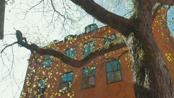 Scene With Tree And Old House 