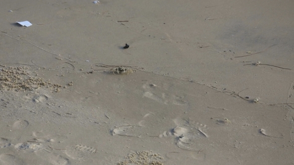 Sand Crabs On The Beach