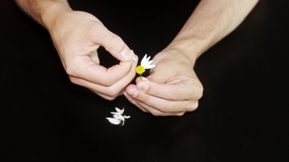 Daisy Divination. Man's Hands On Black Background