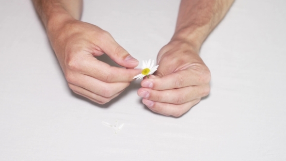 Daisy Divination. Man's Hands On White Background