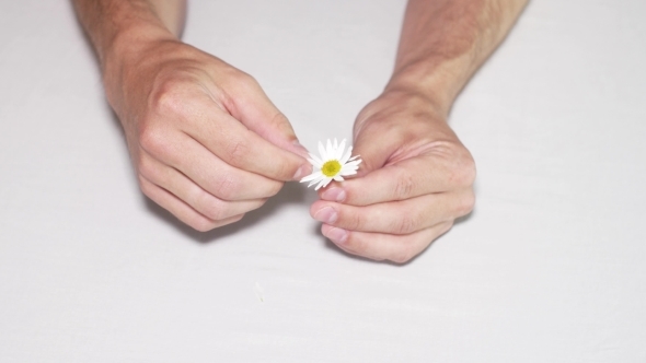 Daisy Divination Man's Hands On White Background