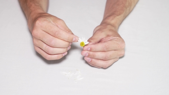 Daisy Divination Man's Hands On White Background