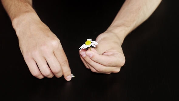 Daisy Divination. Man's Hands On Black Background