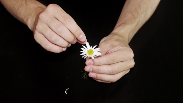 Daisy Divination. Man's Hands On Black Background