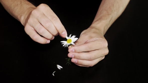 Daisy Divination. Man's Hands On Black Background