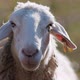 A Beautiful Adult Sheep Looking Into the Camera in Slow Motion - VideoHive Item for Sale