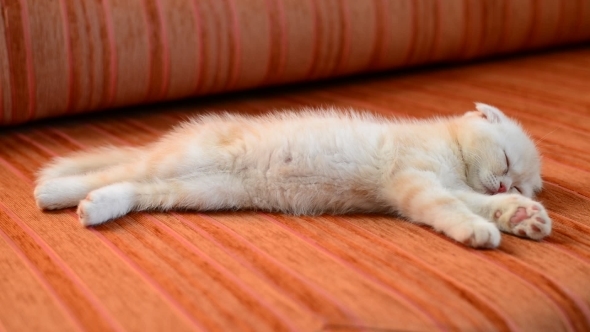 Ginger Kitten Snoozing On Couch