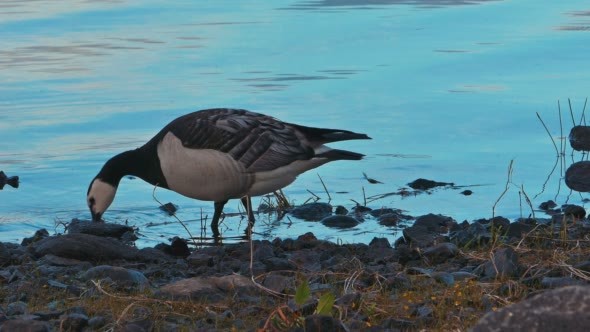 Wild Goose on a Lake Shore