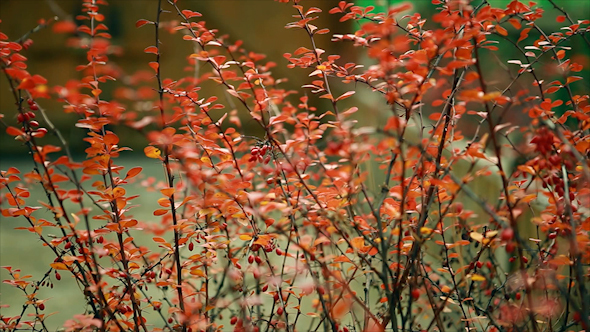 Autumn, Beautiful Red Leaves on The Bushes