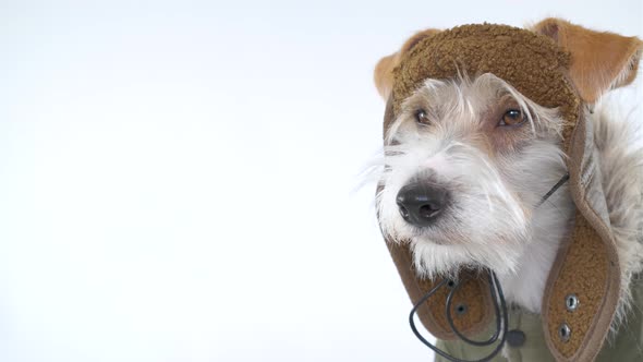 Head portrait of a Jack Russell Terrier in a pilot's suit