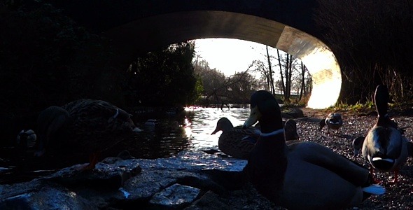 Ducks and Bridge