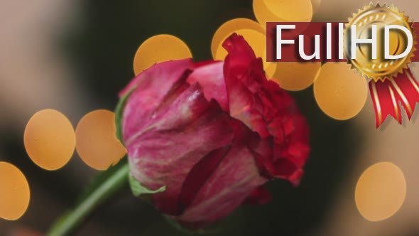 Woman Smelling Rose Flower Glamour