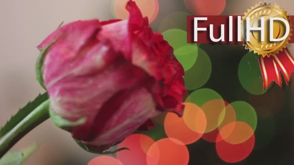 Woman Smelling Rose Flower Glamour