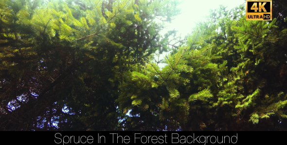 Spruce In The Forest 6