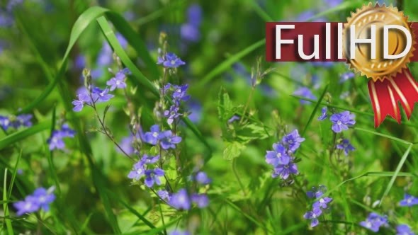 Beautiful Small Violet Flowers