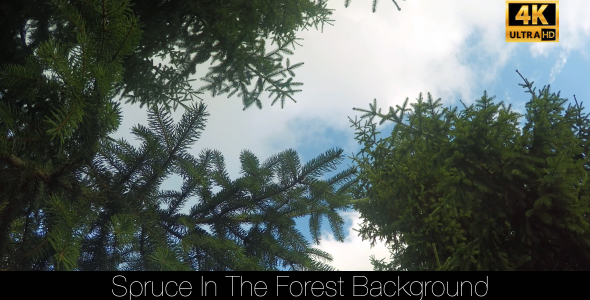 Spruce In The Forest 15