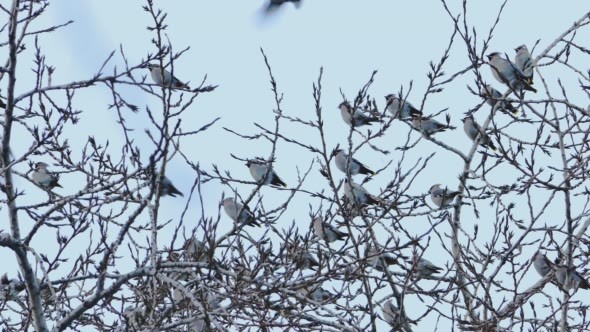 Bohemian Waxwing (Bombycilla Garrulus) Birds