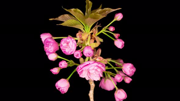 Time Lapse of Beautiful Opening Pink Sakura Flowers Bunch