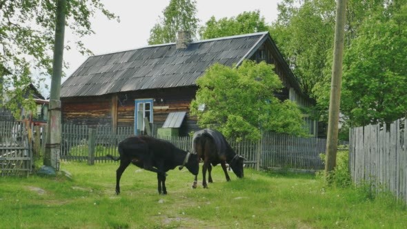 Russian Karelian Village Kojvuselga Landscape