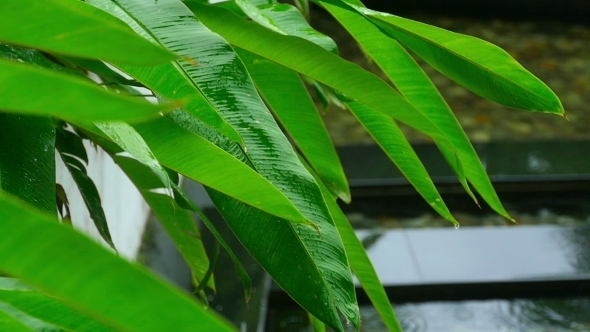 Leaves On Tropical Plant In Rain