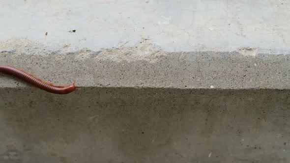 Millipede Walking Slowly