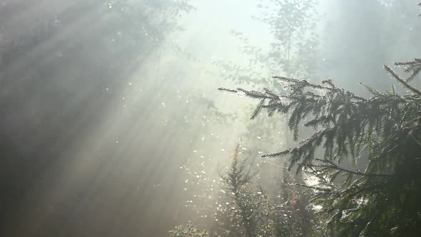 Forest In Fog 17