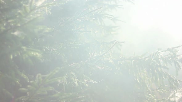 Forest In Fog 3