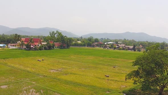 Aerial View Buffalo Life In Rice Field Footage Shot On 3