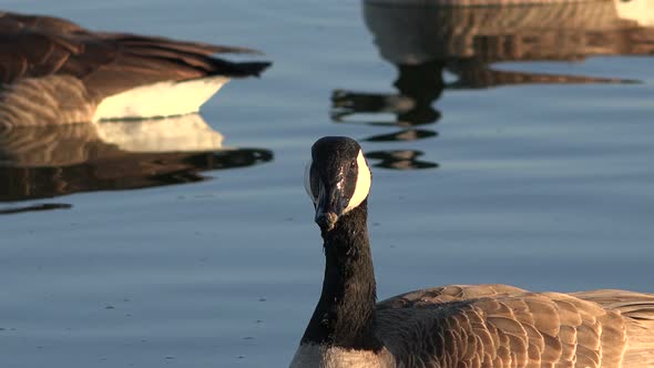 Snow Geese Closeup At Sunset