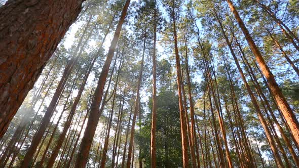 Pine Forest With Sunlight 3