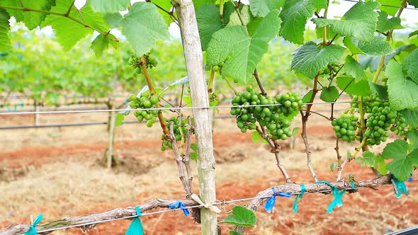 Grape Garden Plant In Thailand 2