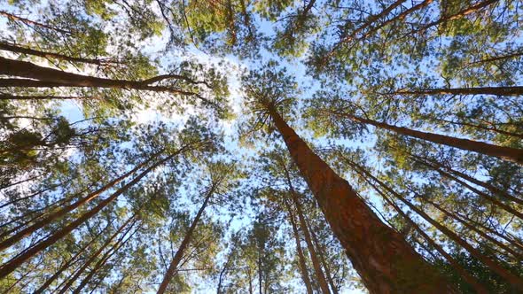 Pine Forest With Sunlight 7