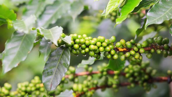 Coffee Beans Raw Plantation 3