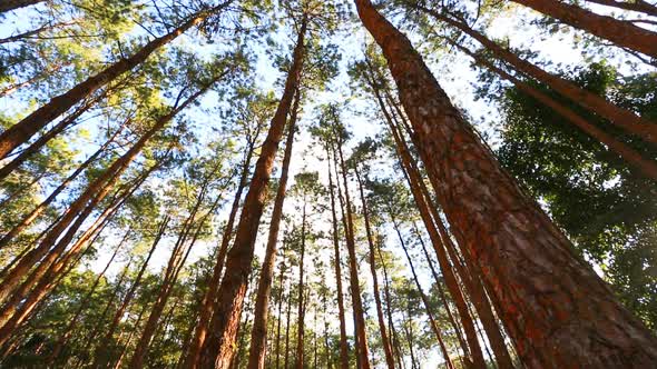 Pine Forest With Sunlight And Fog 4