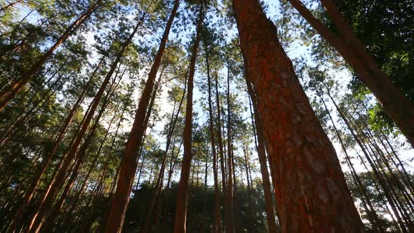 Pine Forest With Sunlight And Fog 5