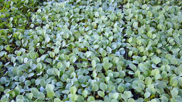 Kale Vegetable Garden Plant 1