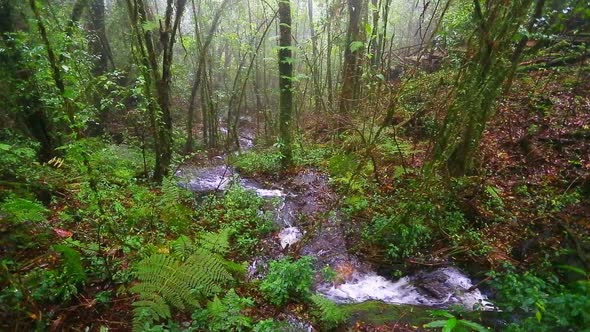 Rain Forest With Moss In Natural Park