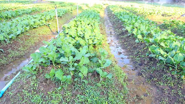 Kale Vegetable Garden Plant 4 alt