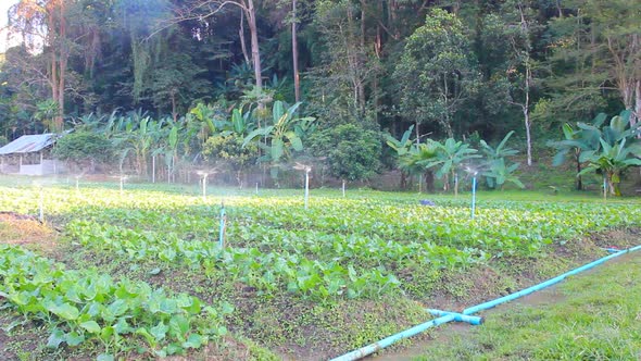 Kale Vegetable Garden Plant 5