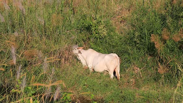 White Cow Eat Grass In The Field 2