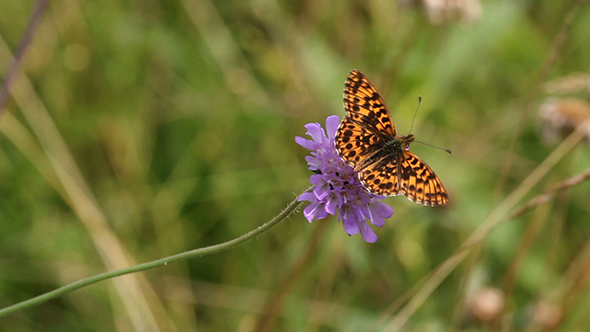 Silver-washed Fritillary (Argynnis paphia) 